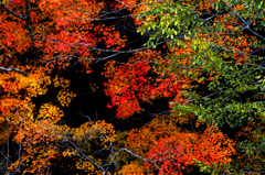 紅葉の錦　IMGP3558zz
