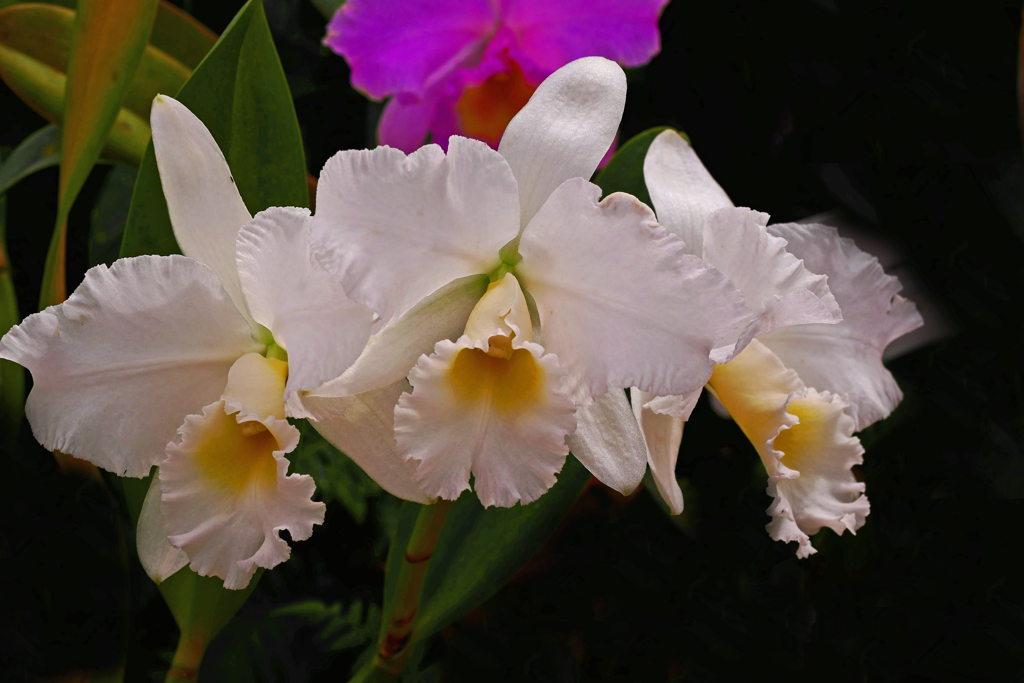 白いカトレア　P1350173zz