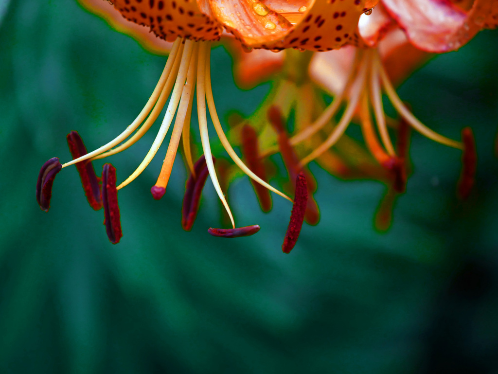 雨が上がったよ　P1600569zz