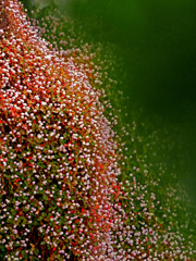 ヒメツルソバ　P1200237zz