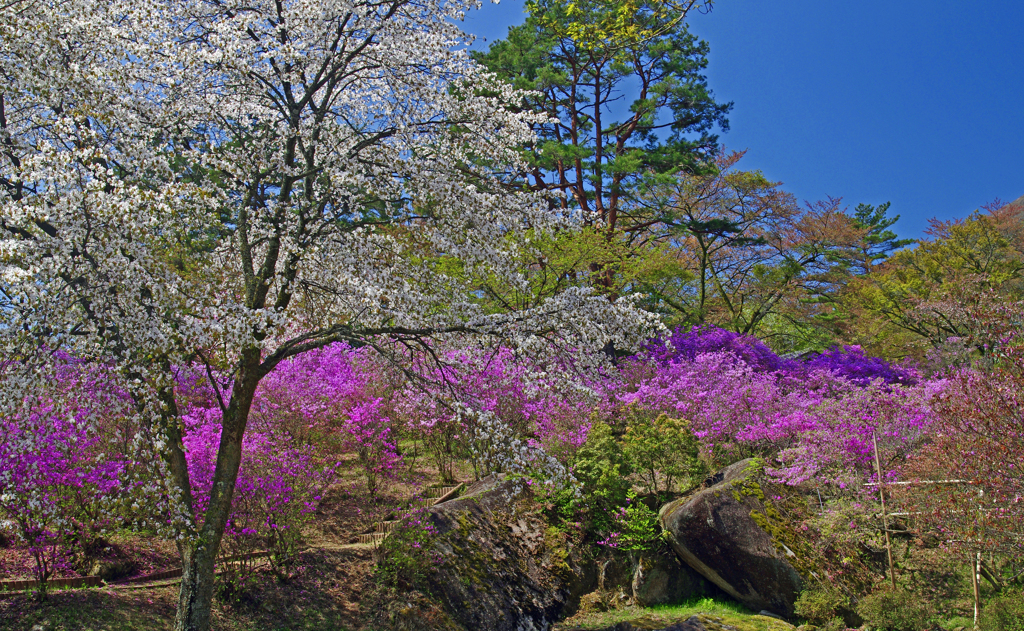 天白公園 つつじ園　IGP5371zz
