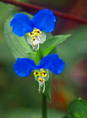 Twins　P1390713z