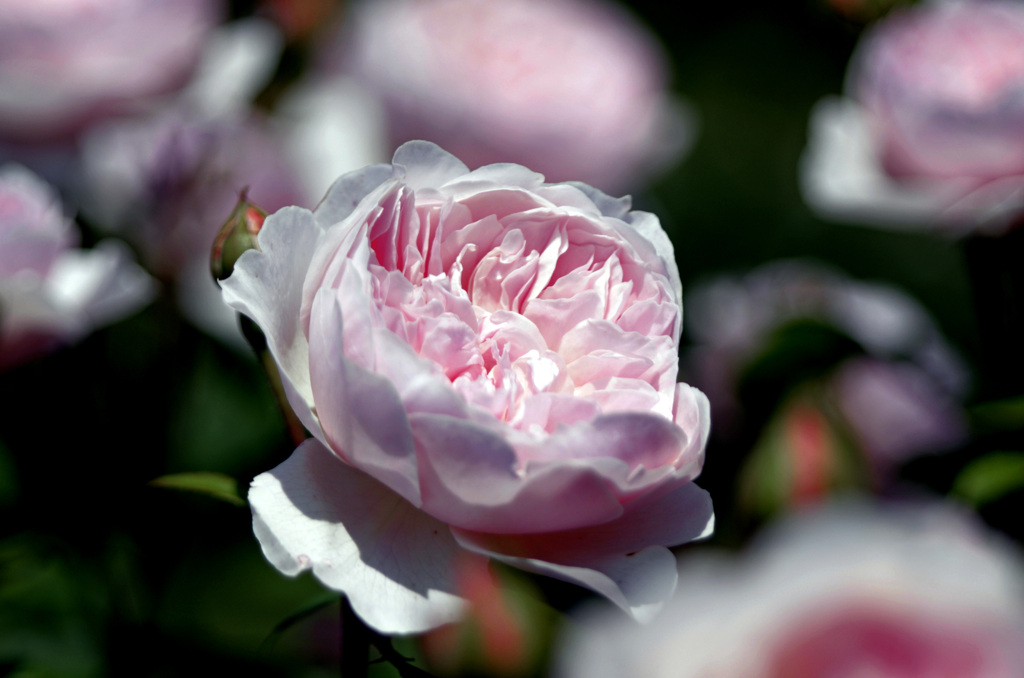 Pink pink　_IGP9759zz