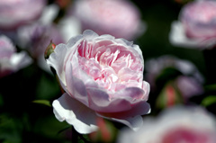 Pink pink　_IGP9759zz