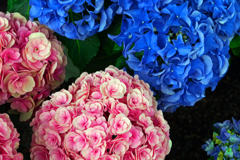 Pink & Blue　P1086645zz