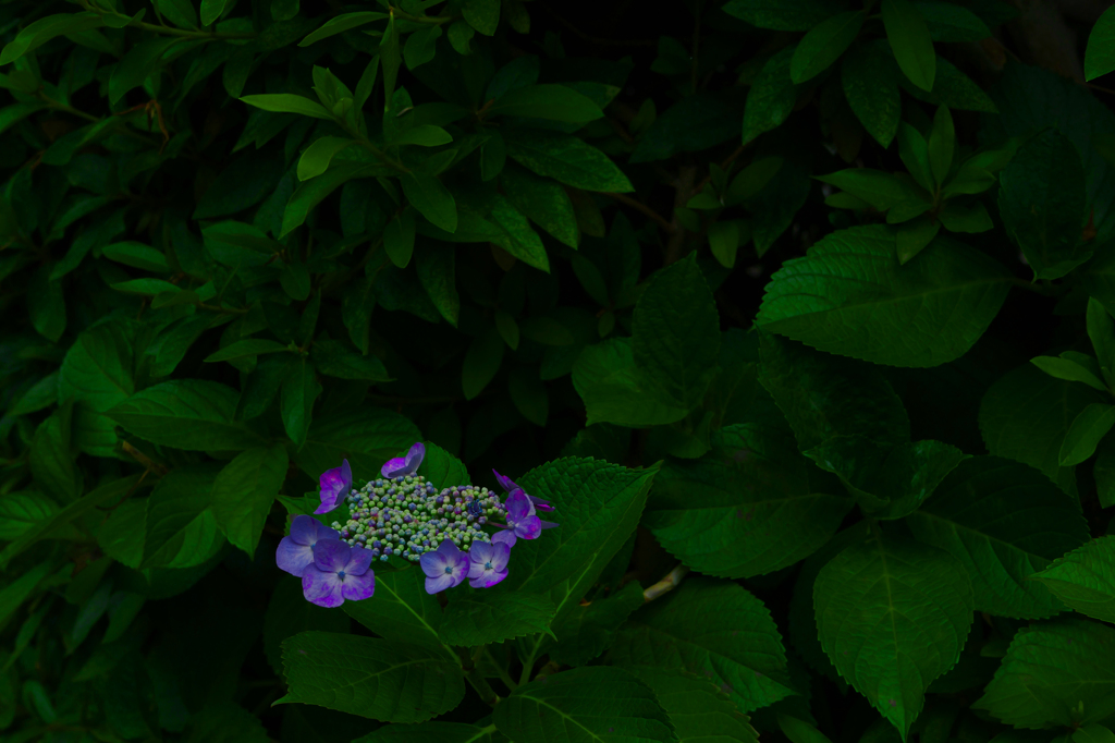 「ぼっち」な花　P1086756zz