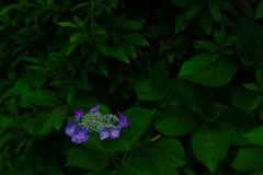「ぼっち」な花　P1086756zz