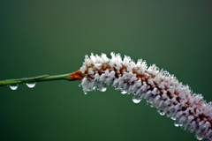 雨の雫の重さ　IMGP5244zz