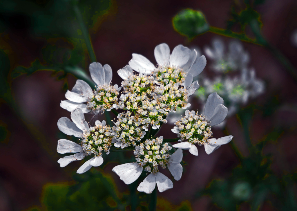 オルラヤ　P1180142zz