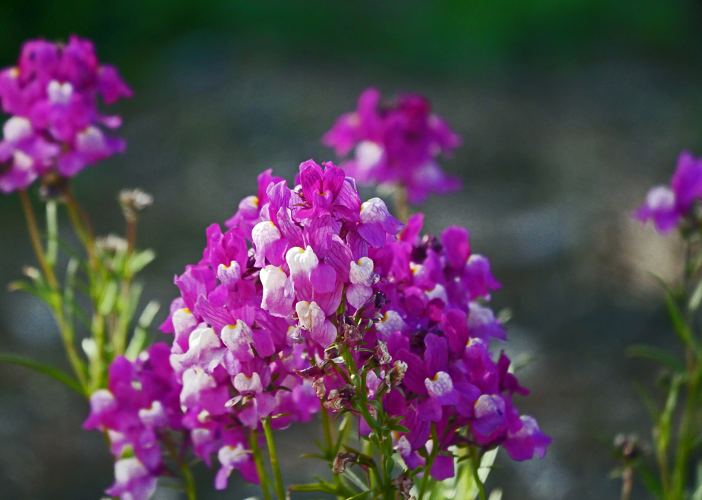 姫金魚草　P1090418zz