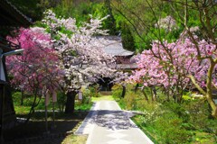 黄檗宗恵明禅寺 春　IMGP4716zz