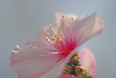 アーモンド花一輪　IMGP0188zz