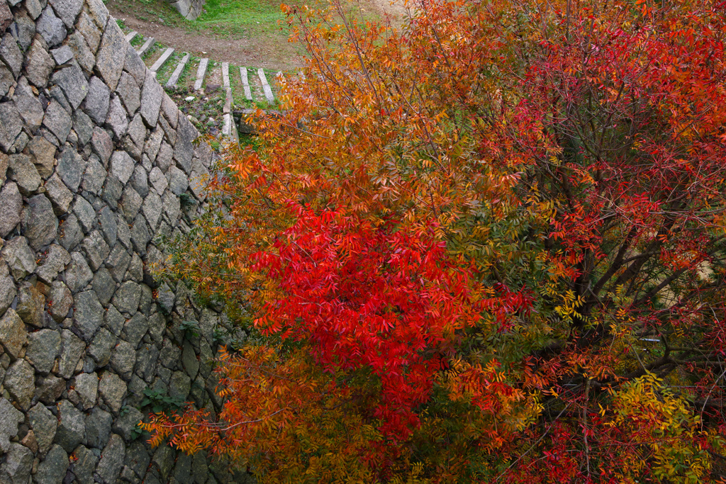 石垣に映える　IMGP8634zz