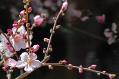 アーモンドの花が咲きました　IMGP5791zz