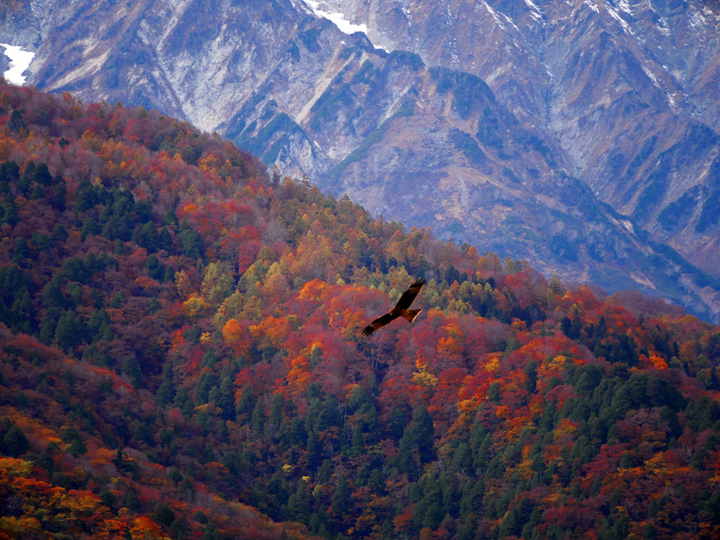 白馬の錦　P1760817zz