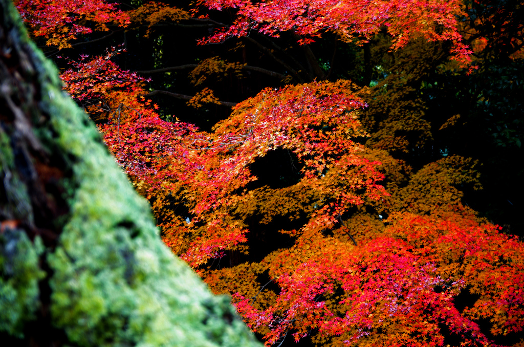 南禅寺 錦秋　IMGP8634zz