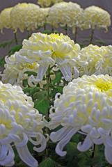 大輪の白菊　IMG9963zz