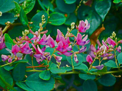 萩 はぎ ハギ　P1380775zz