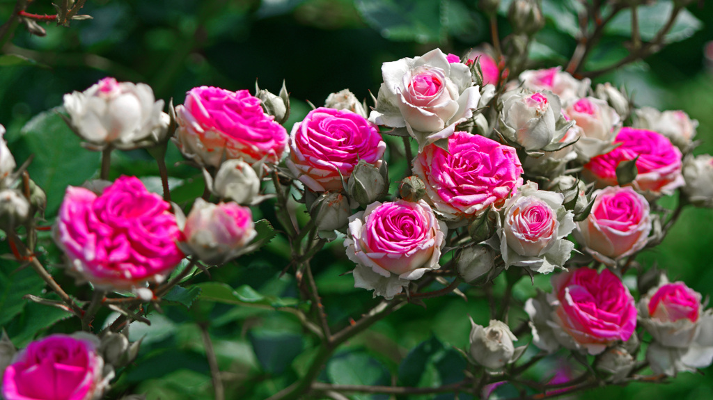 召しませ薔薇を　IMG8417zz