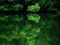 Green reflection　P1270900zz