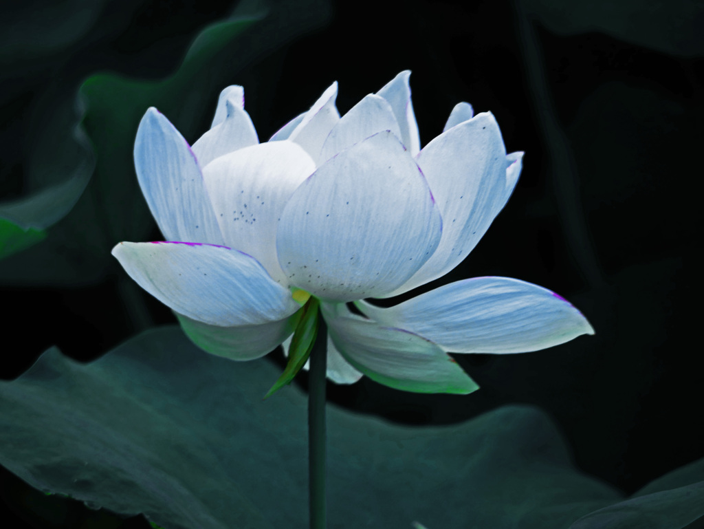 白蓮　P1340243zz