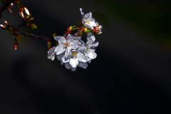 桜咲く　P1360498zz