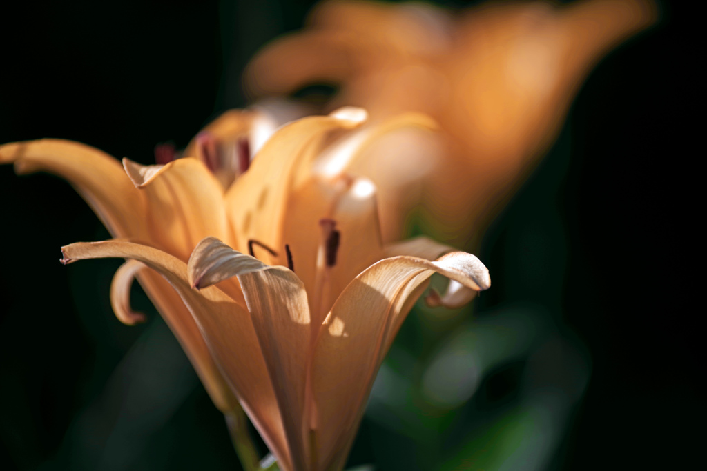 朝日に輝く　IMGP2640zz