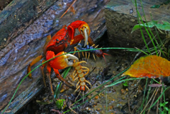 百足を食らう　P1710652zz