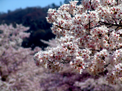 咲きました 満開です　DSC08776zz