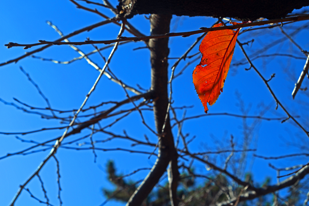 最後の一葉　P1146689zz