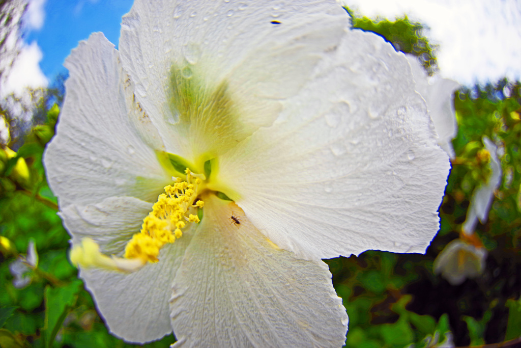 雨上り　IMGP8741zz