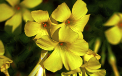 黄色いオキザリス　P1350685zz