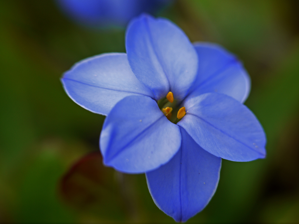 路傍で見つけた可憐な花　P1250706zz