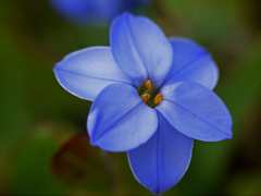 路傍で見つけた可憐な花　P1250706zz