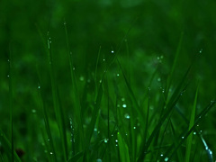 朝露キラリ　P1620021zz