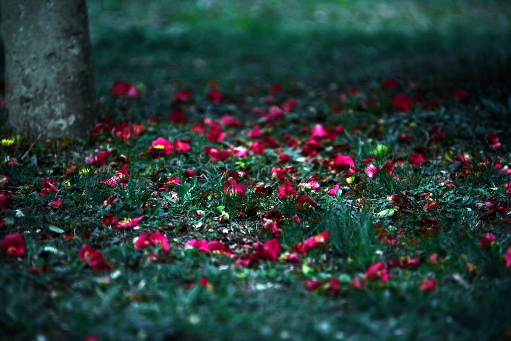 「落ち椿(おちつばき)」　IMGP1116zz