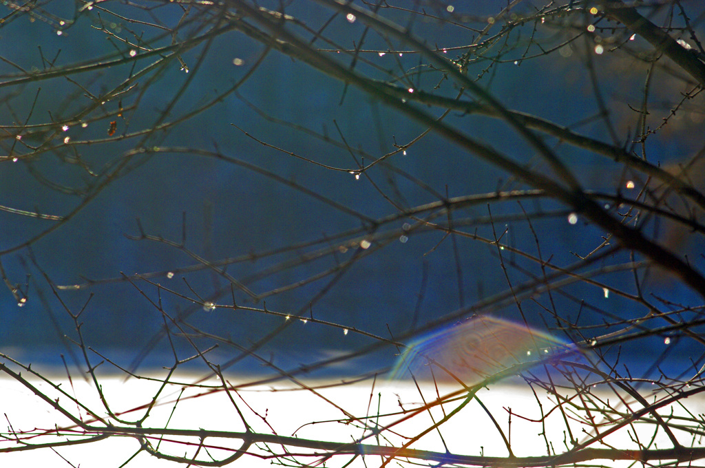 梢の露　IMGP4277zz