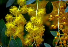 早春のポンポン　P1080026zz