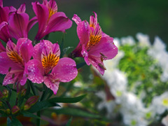 「エキゾチック」　P1540282zz