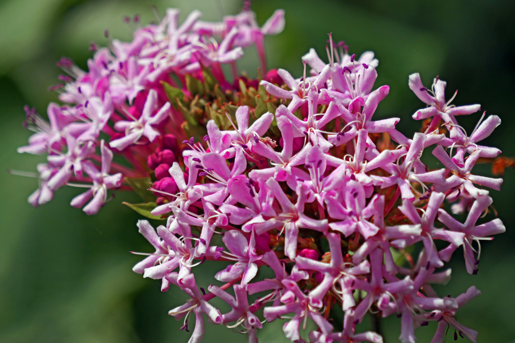 ボタンクサギの花　P1043772zz