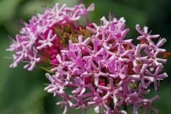 ボタンクサギの花　P1043772zz