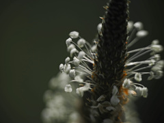 ヘラオオバコの花　P1200014zz