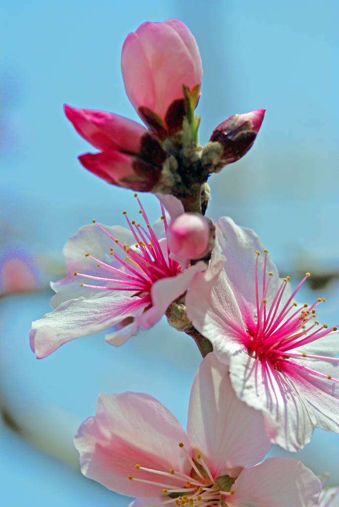 アーモンドの花　IMGP0184z