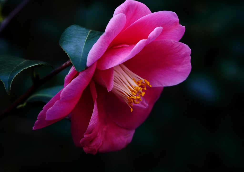 紅　椿　P1090457zz