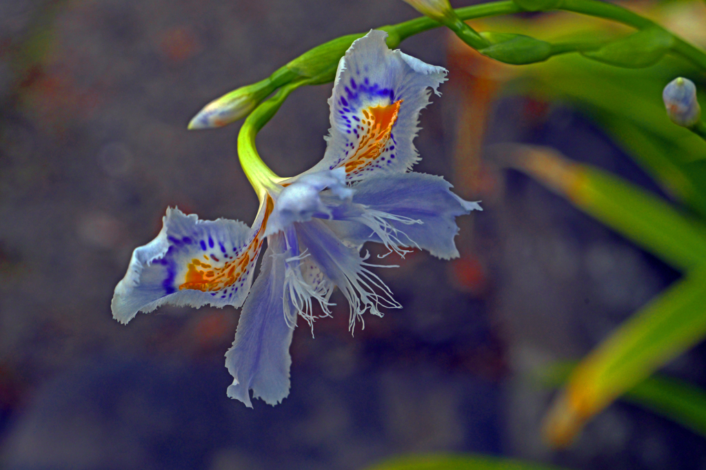 射干の花　P1062327zz