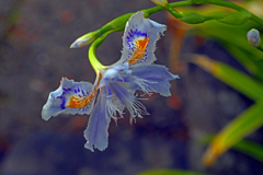 射干の花　P1062327zz