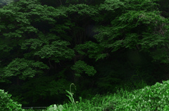 草熱れ　P1088572zz