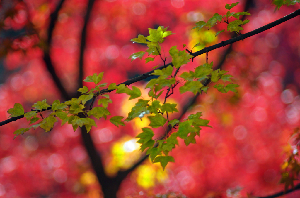 紅の中に　IMGP8392zz