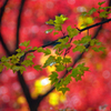 紅の中に　IMGP8392zz