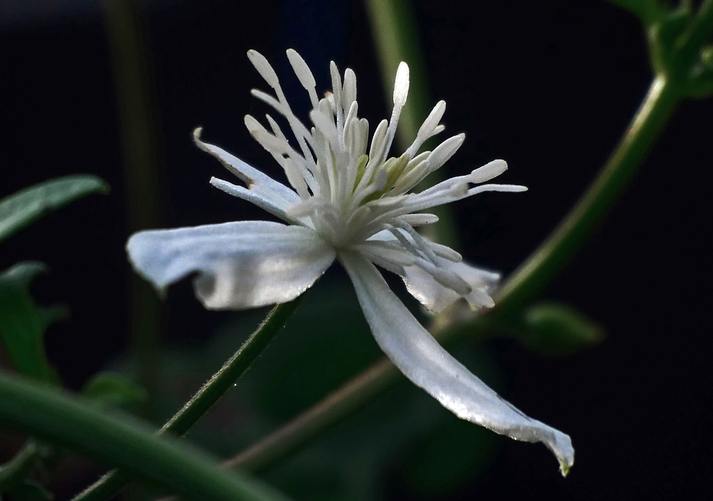 センニンソウⅡ　P1610436zz